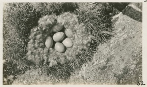Image of Eider Duck's nest